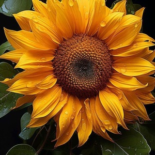 Telegram profile photo for "Sou sempre como um girassol!"๐๐ป๐๐๐๐งโ
