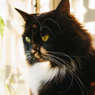 Telegram profile photo for Lune Cat