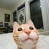 Telegram profile photo for DotCat 🐱