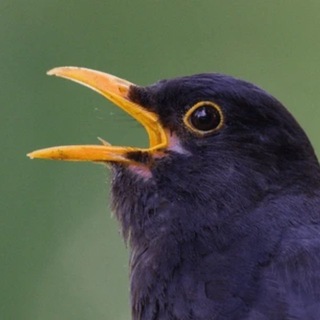 Telegram profile photo for schanexin
