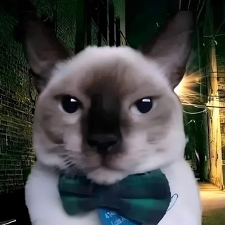 Telegram profile photo for shtpost