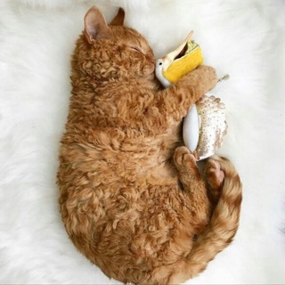 Telegram profile photo for Тут котики и мемы