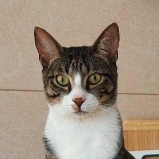 Telegram profile photo for да, у нас есть котики 🐱