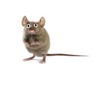 Telegram profile photo for mondaymice
