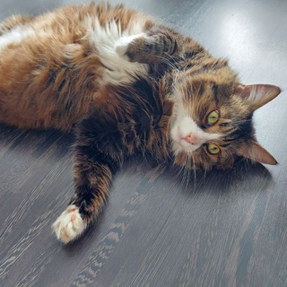 Telegram profile photo for КОТриархат 🐈⬛️