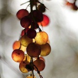 Telegram profile photo for Виноградинки