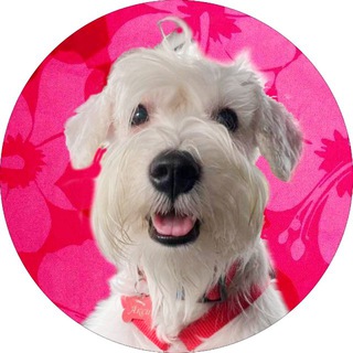 Telegram profile photo for Аксютины глазки | новости с цвергом