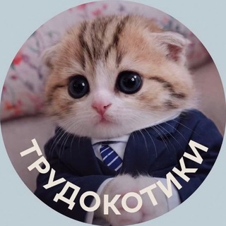 Telegram profile photo for Кот по найму
