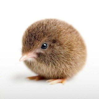 Telegram profile photo for Кошачий дегенерат