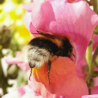 Telegram profile photo for Love of Bees