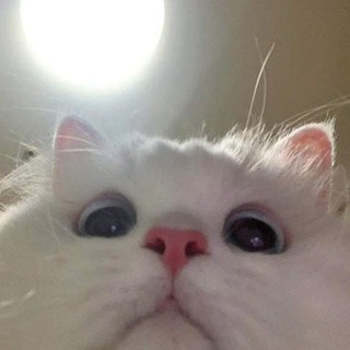 Telegram profile photo for 9GAG Pets | Funny animal gifs and videos