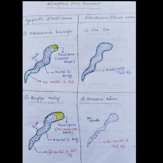Telegram profile photo for 📚Microbiology notebook|MBBS 2nd year notes