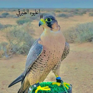 Telegram profile photo for ݺ،الطبّرقي𓏲 •