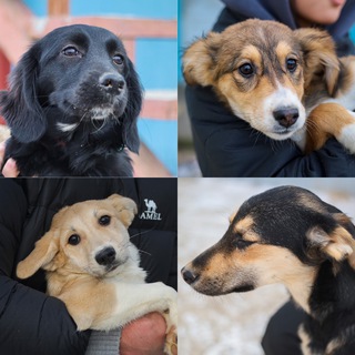 Telegram profile photo for Приют «Каштанкин дом»