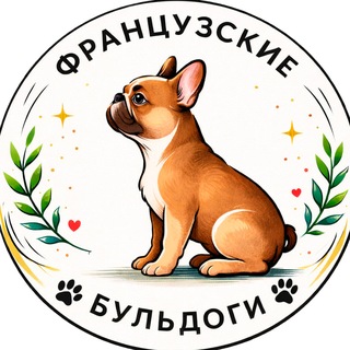 Telegram profile photo for Французские бульдоги | French bulldogs