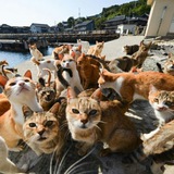 Telegram profile photo for Котоландия