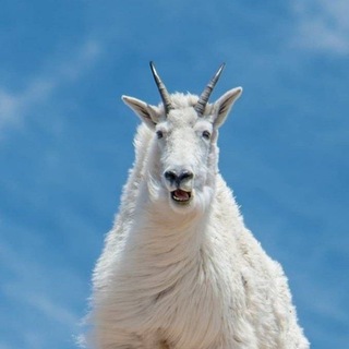 Telegram profile photo for Nothing