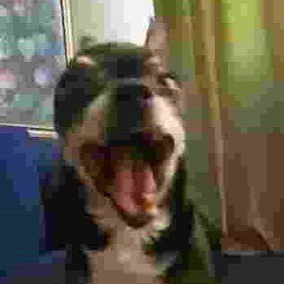 Telegram profile photo for Chicha