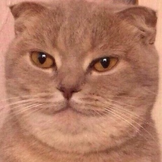 Telegram profile photo for мемы ромы