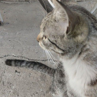 Telegram profile photo for инка мяукает и говорит фигню🇦🇲