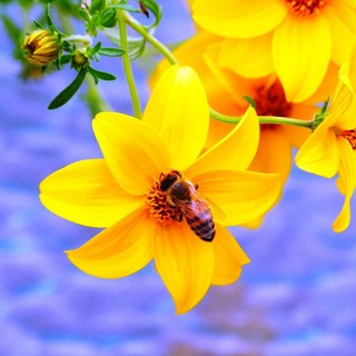 Telegram profile photo for Апимастерская🌼