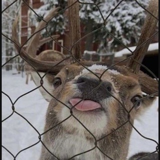 Telegram profile photo for deers & co 🦌