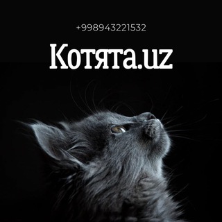 Telegram profile photo for Котята.uz 🐾