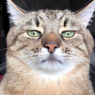 Telegram profile photo for Котограм