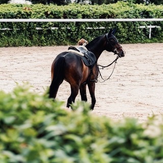 Telegram profile photo for Horse's time
