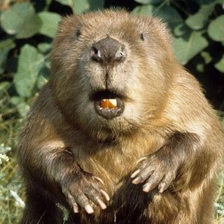 Telegram profile photo for Бобр дело говорит🦫