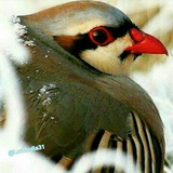 Telegram profile photo for مرور و عبور- احمد حسین سهرابی