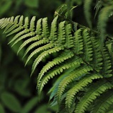 Telegram profile photo for папоротник 🌿
