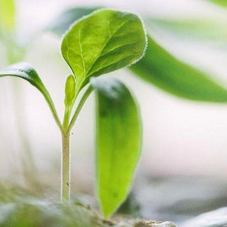 Telegram profile photo for EcoClub. Экологичные альтернативы