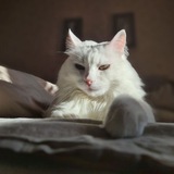 Telegram profile photo for Смурфф