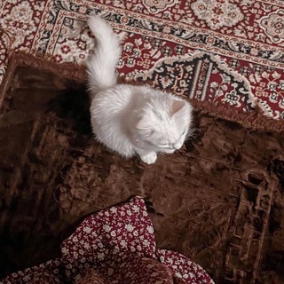 Telegram profile photo for شَـهْــدَه