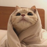 Telegram profile photo for V1keea️️ 🤢