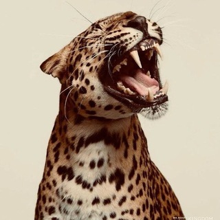 Telegram profile photo for Moodboard. React First.