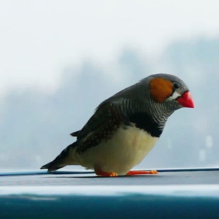 Telegram profile photo for Zebra finches and other animals