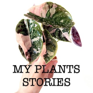 Telegram profile photo for MY PLANTS STORIES 🪴