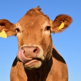 Telegram profile photo for GoKopoba