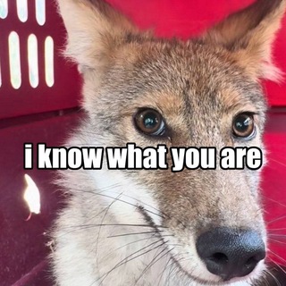 Telegram profile photo for Coyotish Yarring (18+)