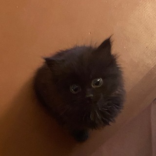 Telegram profile photo for Правила союзов Лина