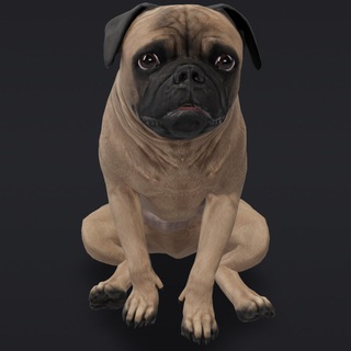 Telegram profile photo for Mudpug portal