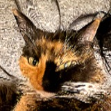 Telegram profile photo for Jubele