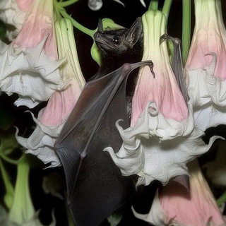 Telegram profile photo for witch without (a soul)