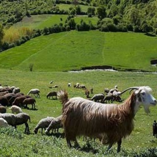 Telegram profile photo for دامداران پیرانشهر سردشت(کردستان )