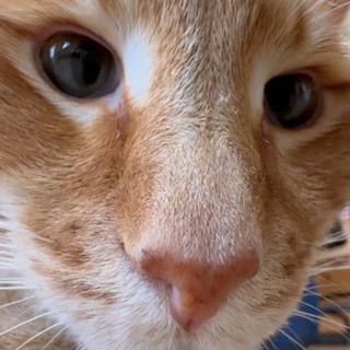 Telegram profile photo for вырезаю котов