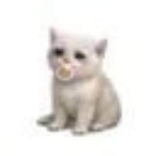 Telegram profile photo for BABYCASHCAT PORTAL