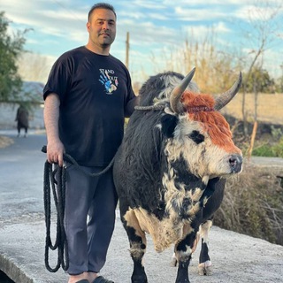 Telegram profile photo for کانال ورزا داران گیلان و مازندران