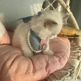 Telegram profile photo for prophecy–silentium: tiny o’ catto.